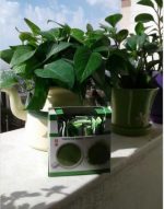 ماچا ماچانو